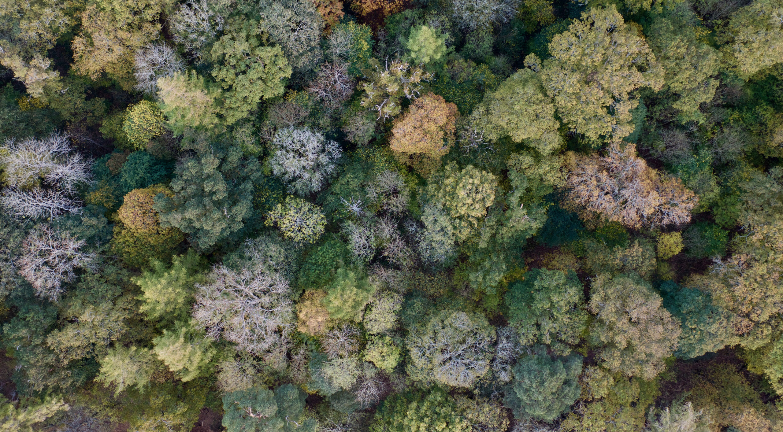 IPCC-Report: Pflanzenbasiertes und kultiviertes Fleisch können eine entscheidende Rolle bei der Halbierung der globalen Emissionen bis 2030 spielen