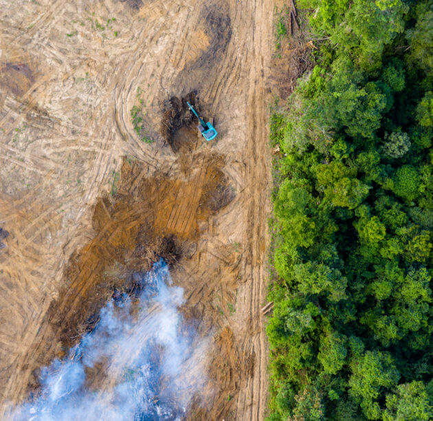 Deforestation