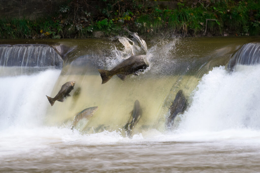 Salmon swimming upstream