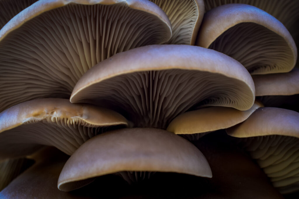 Trend 4: a flush of oyster mushrooms- the mycelium of this fungi is used by several fermentation startups.