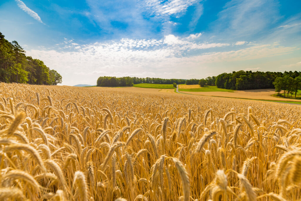 A field of crops