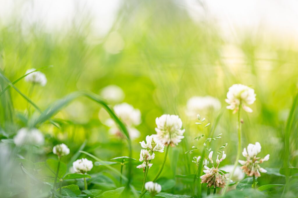 Mette Lübeck works with clover grass to extract protein