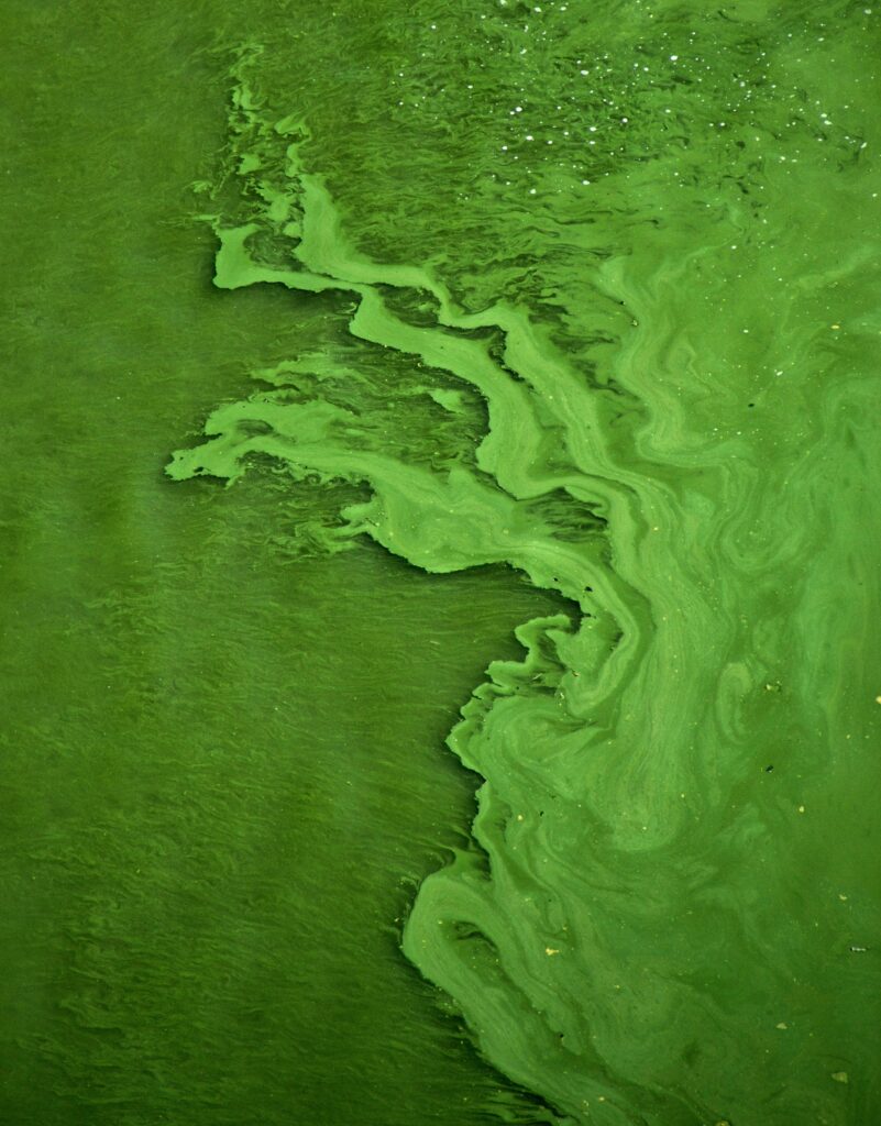 A bright green algal bloom in the Vlatava river in Czechia, driven by nutrient pollution. Photo: Mihály Köles via Unsplash. 
