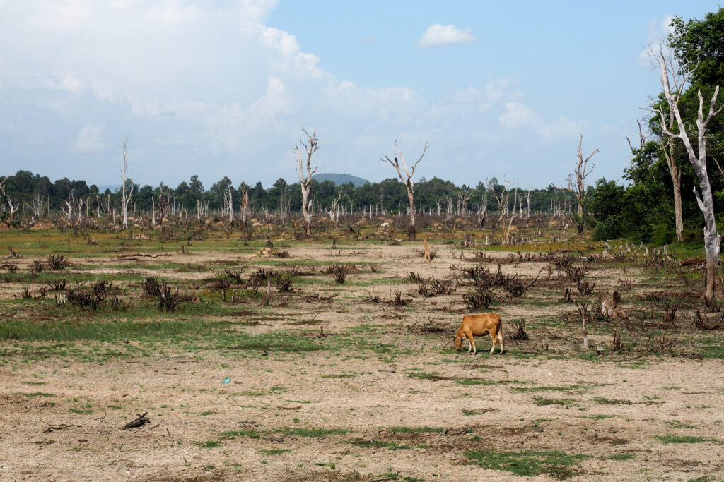 A lone cow grazing on a barren stretch of land with dead trees and parched land on the outskirts of the amazon rainforest, which has been cleared for cattle production