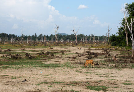 A lone cow grazing on a barren stretch of land with dead trees and parched land on the outskirts of the amazon rainforest, which has been cleared for cattle production