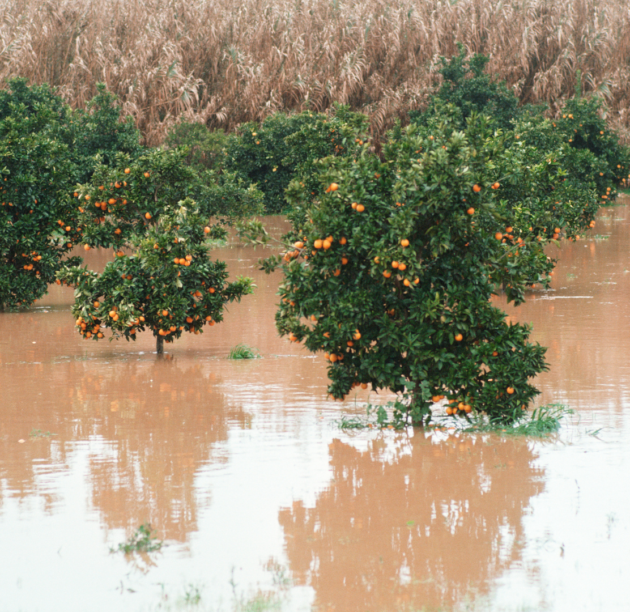 Flooded orange orchard